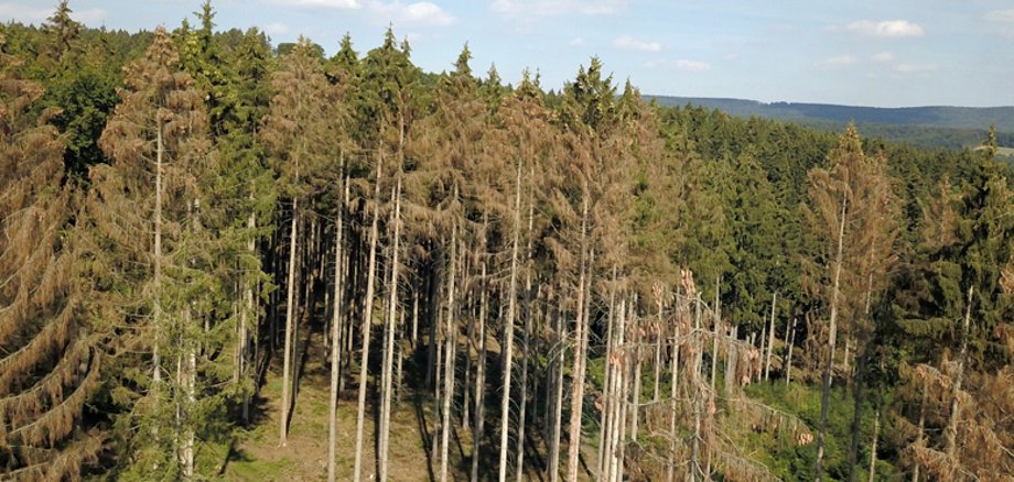 Der Hitzesommer mit Dürre und Borkenkäfer bringt nicht nur im westfälischen Eggegebirge bei Warburg vor allem Nadelbäume zum Absterben. © WBV NRW