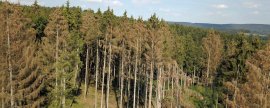 Der Hitzesommer mit Dürre und Borkenkäfer bringt nicht nur im westfälischen Eggegebirge bei Warburg vor allem Nadelbäume zum Absterben. © WBV NRW
