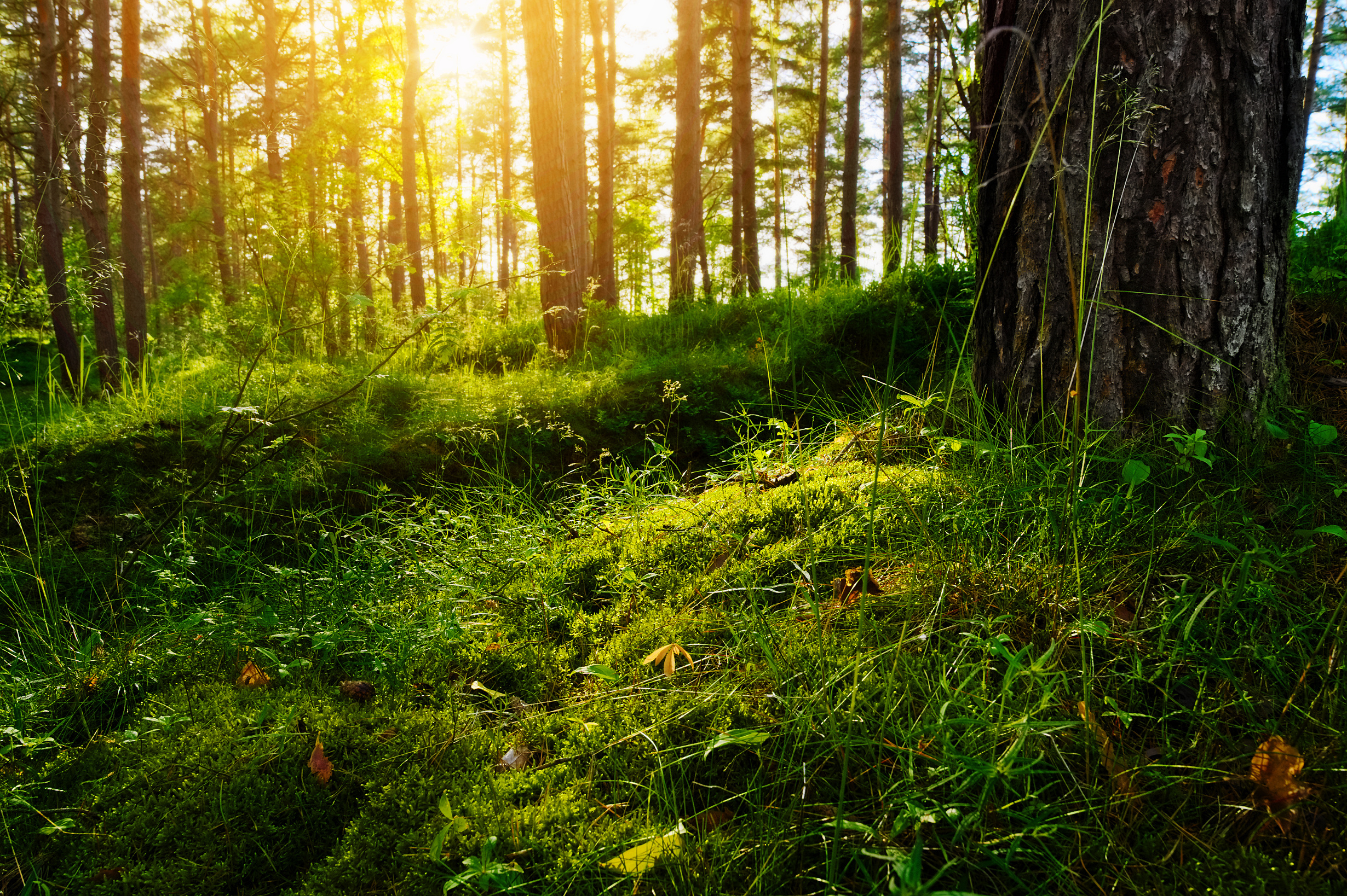 Summer forest undergrowth vegetation. Grass, shrubs and moss growing in pinewood understory or underbrush backlit by the sun. Selective focus. Pomerania, northern Poland.