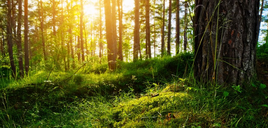 Summer forest undergrowth vegetation. Grass, shrubs and moss growing in pinewood understory or underbrush backlit by the sun. Selective focus. Pomerania, northern Poland.