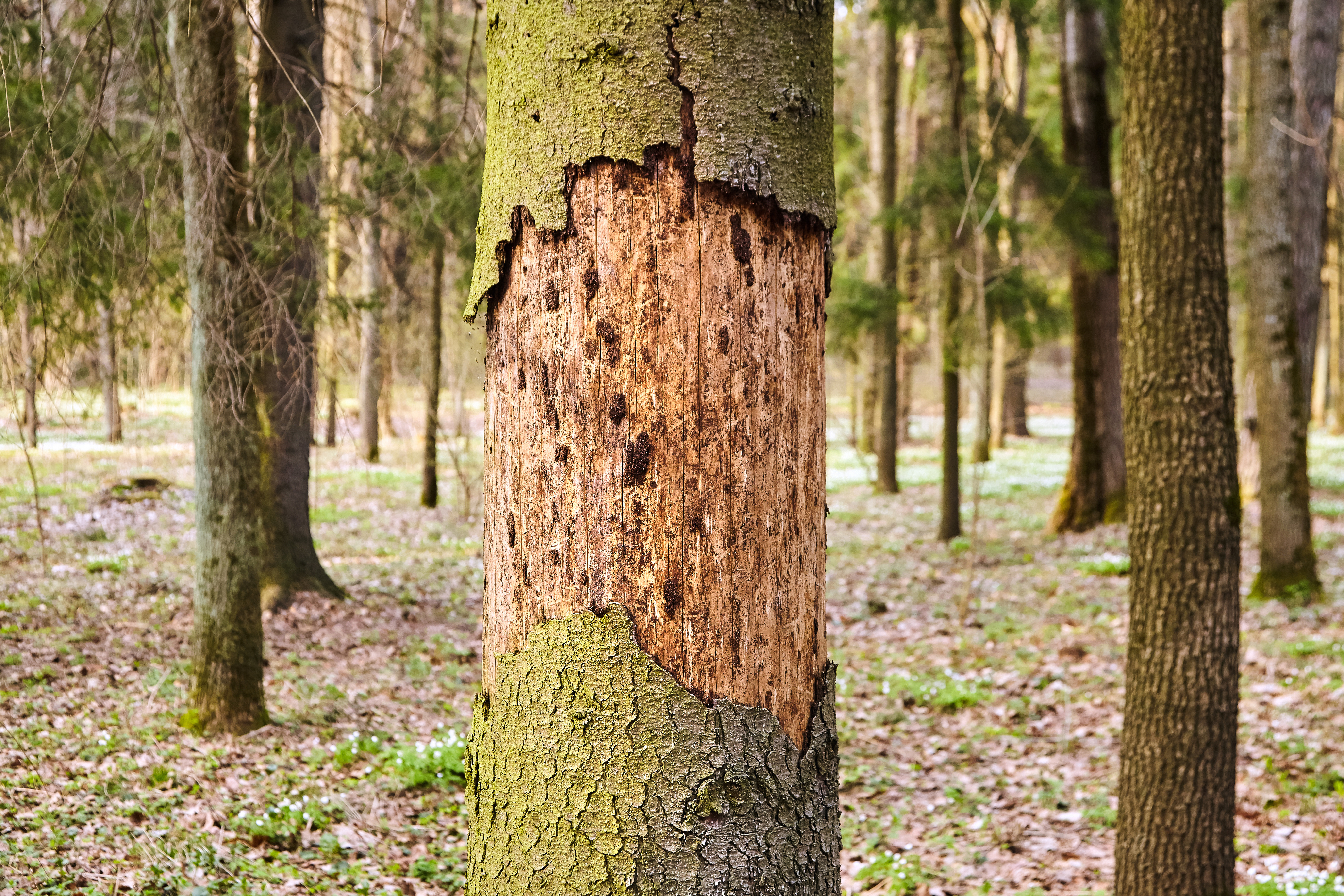 Stamm einer Fichte mit abblätternder Rinde. Kranker Baum durch Borkenkäfer geschädigt