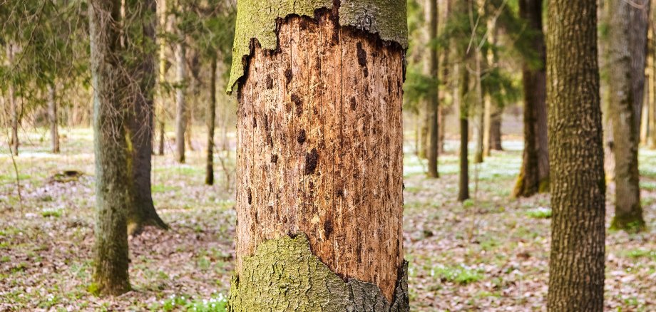 Stamm einer Fichte mit abblätternder Rinde. Kranker Baum durch Borkenkäfer geschädigt