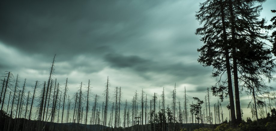 Harz Waldsterben