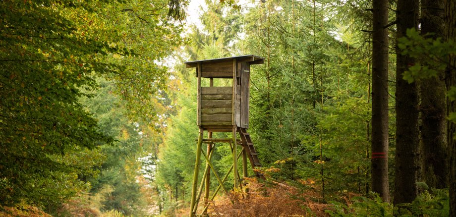 Herbstwald im Münsterland