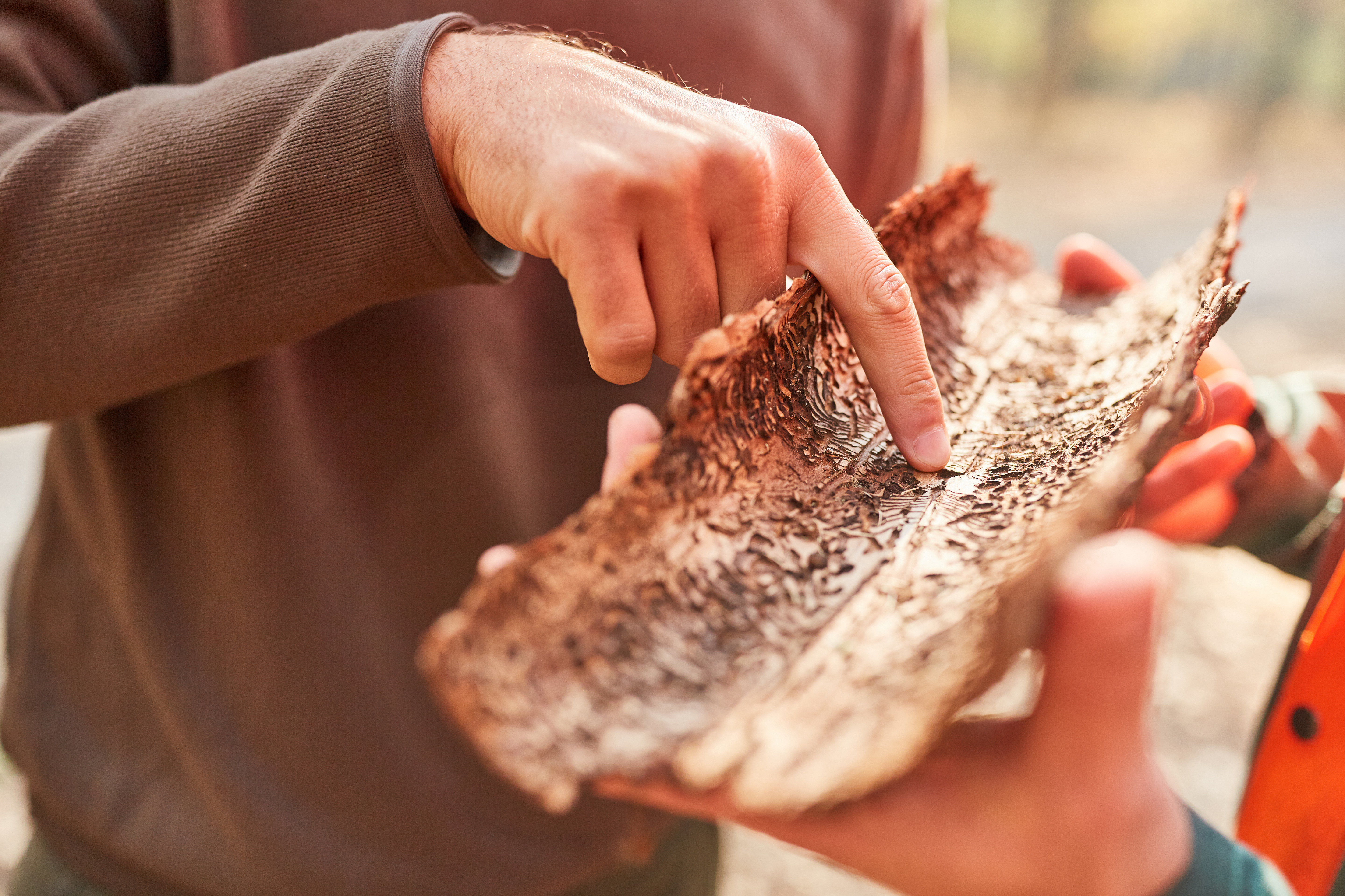 Förster zeigt auf Baumrinde mit Borkenkäfer Befall bei der Schädlingsbekämpfung