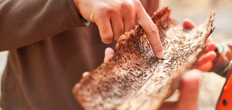 Förster zeigt auf Baumrinde mit Borkenkäfer Befall bei der Schädlingsbekämpfung