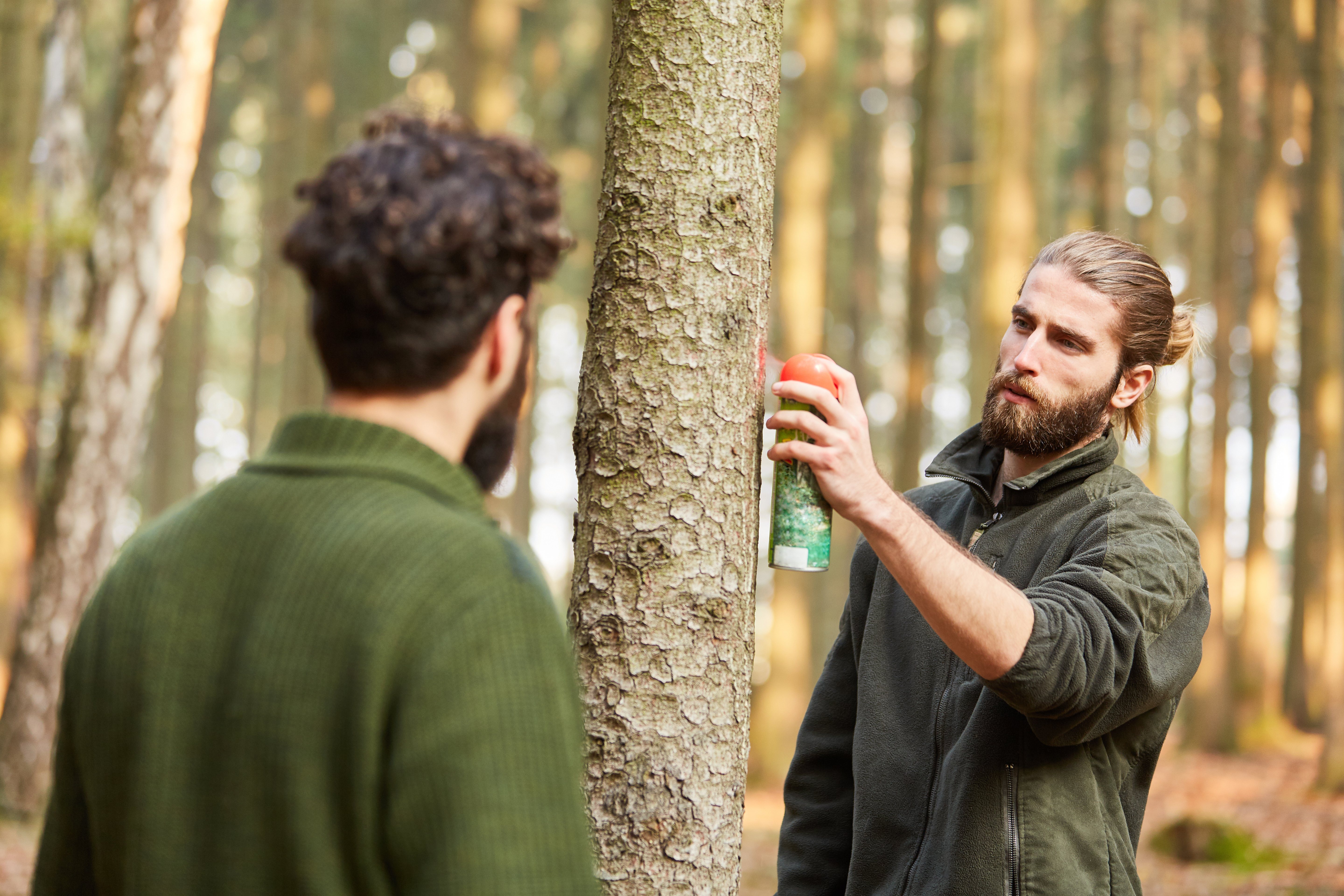 Junger Förster markiert einen Baum mit roter Farbe aus Sprühdose für die Holzernte