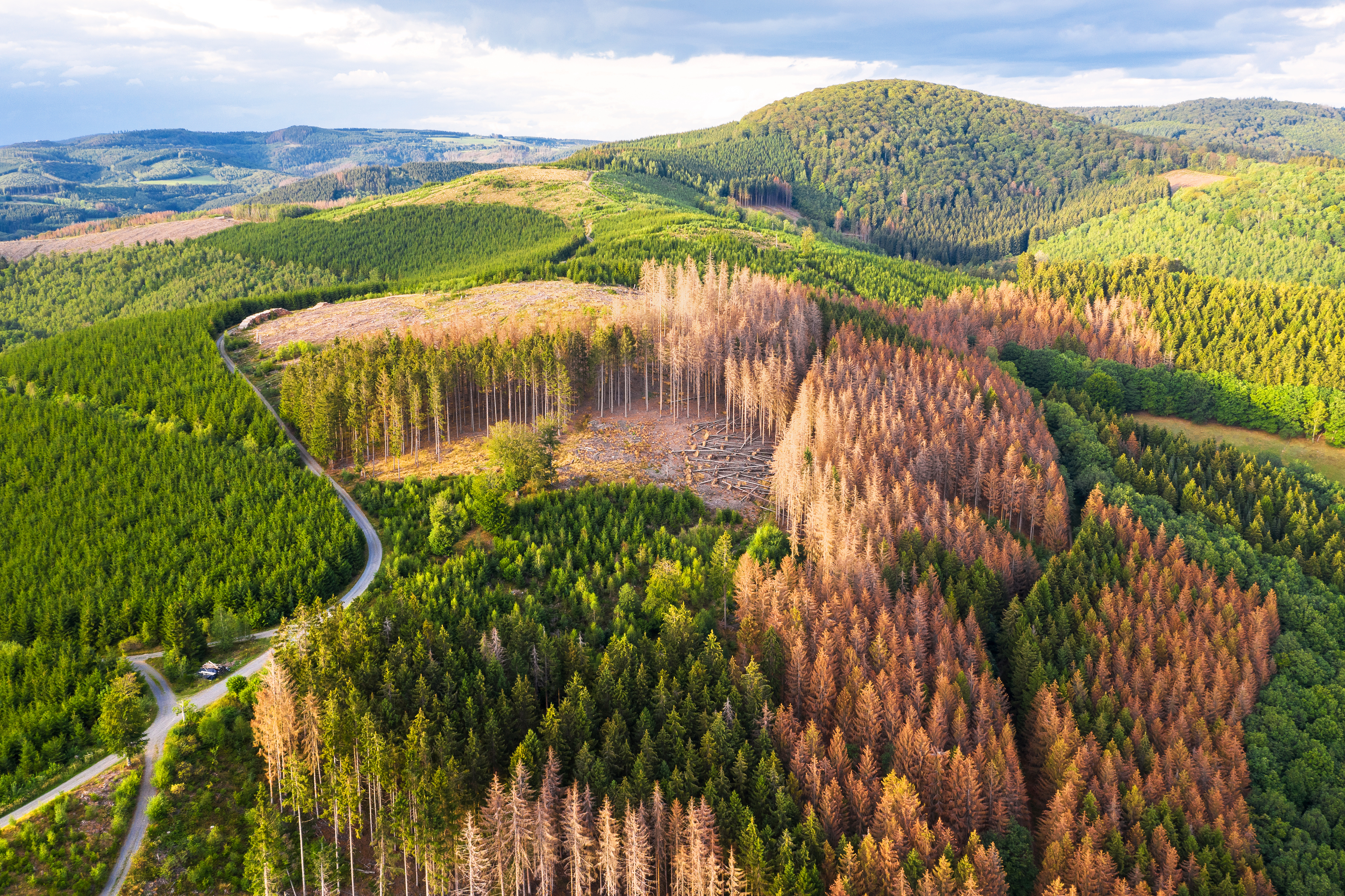 Grüne Bergwälder von oben mit großen Bereichen toter Bäume durch Borkenkäferbefall