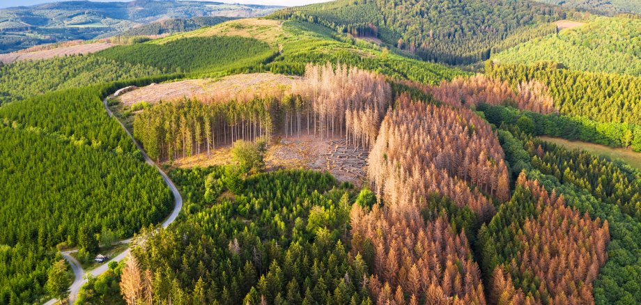 Grüne Bergwälder von oben mit großen Bereichen toter Bäume durch Borkenkäferbefall