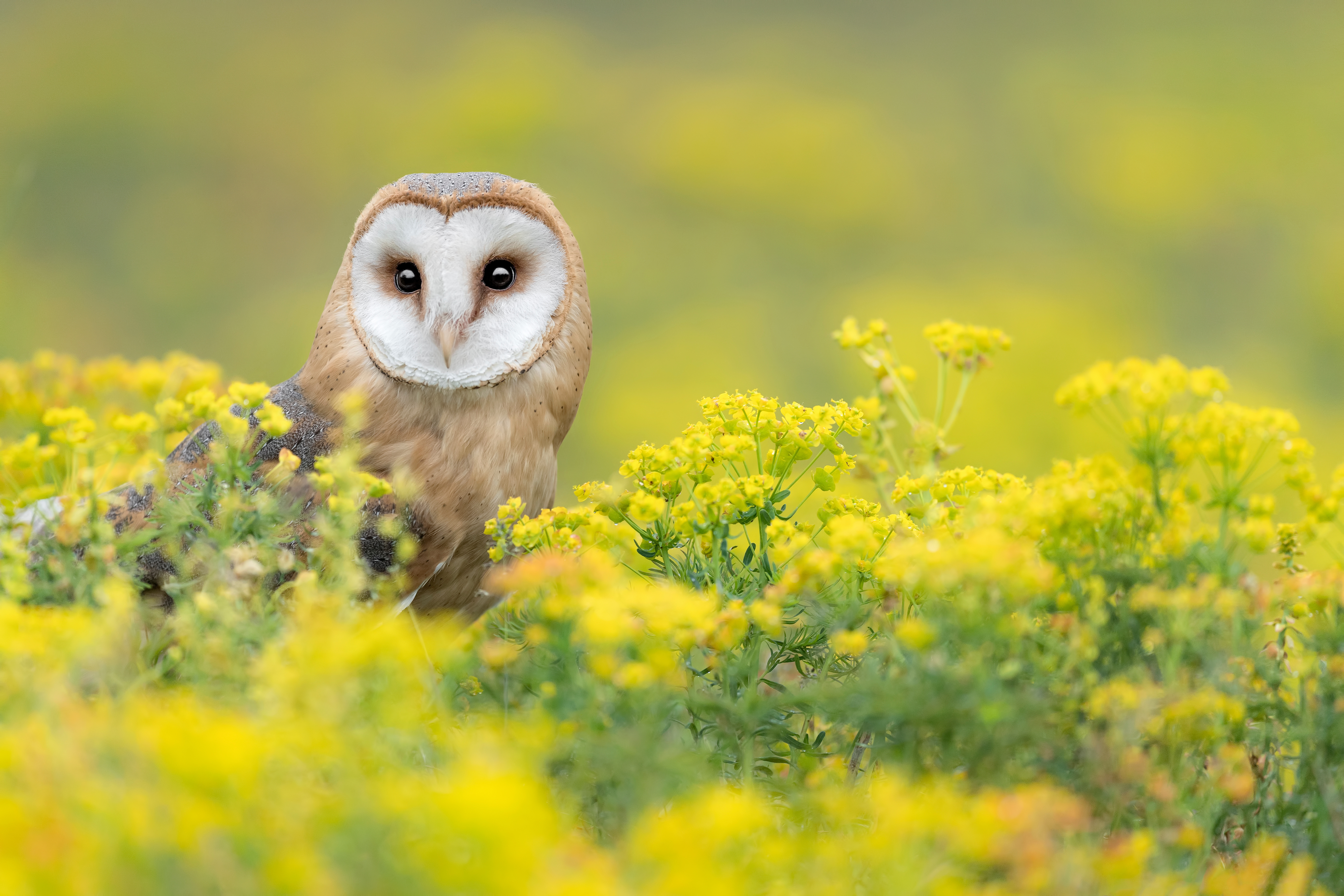 Amazing portrait of Barn owl wrapped by flowers (Tyto alba)