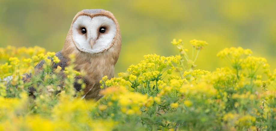 Amazing portrait of Barn owl wrapped by flowers (Tyto alba)