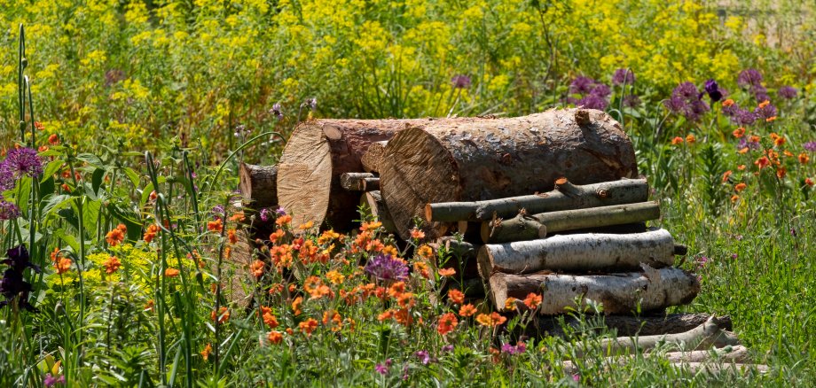 Bug hotel, made of a pile of logs, with colourful flowers growing in the surrounding meadow.