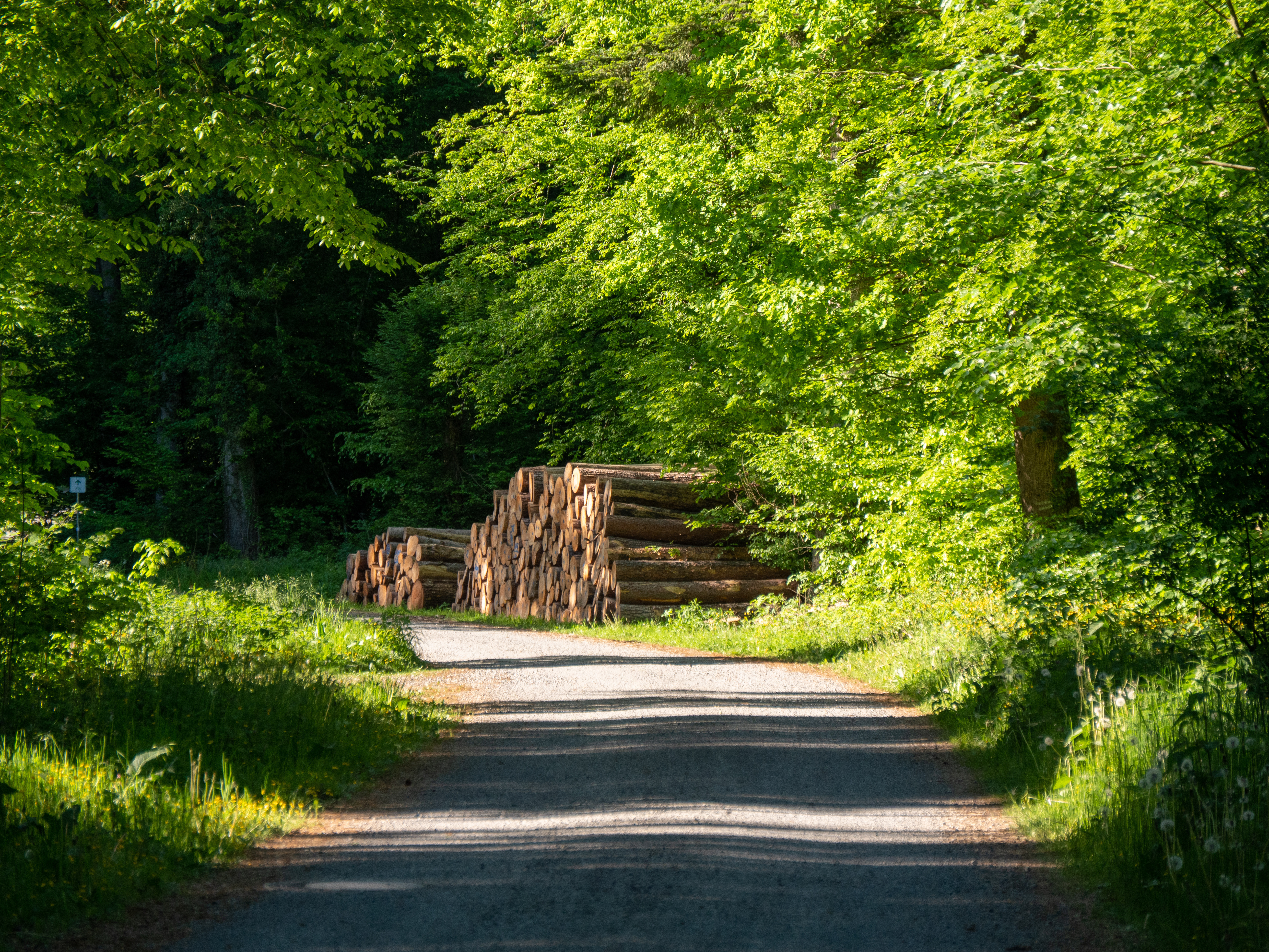 Markierte Baumstämme liegen abfuhrbereit am Wegesrand im Wald
