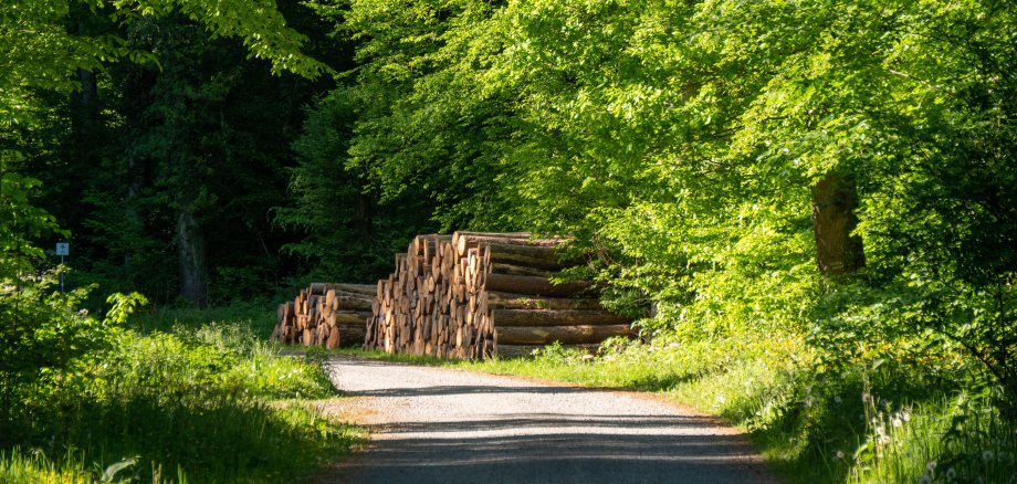 Markierte Baumstämme liegen abfuhrbereit am Wegesrand im Wald