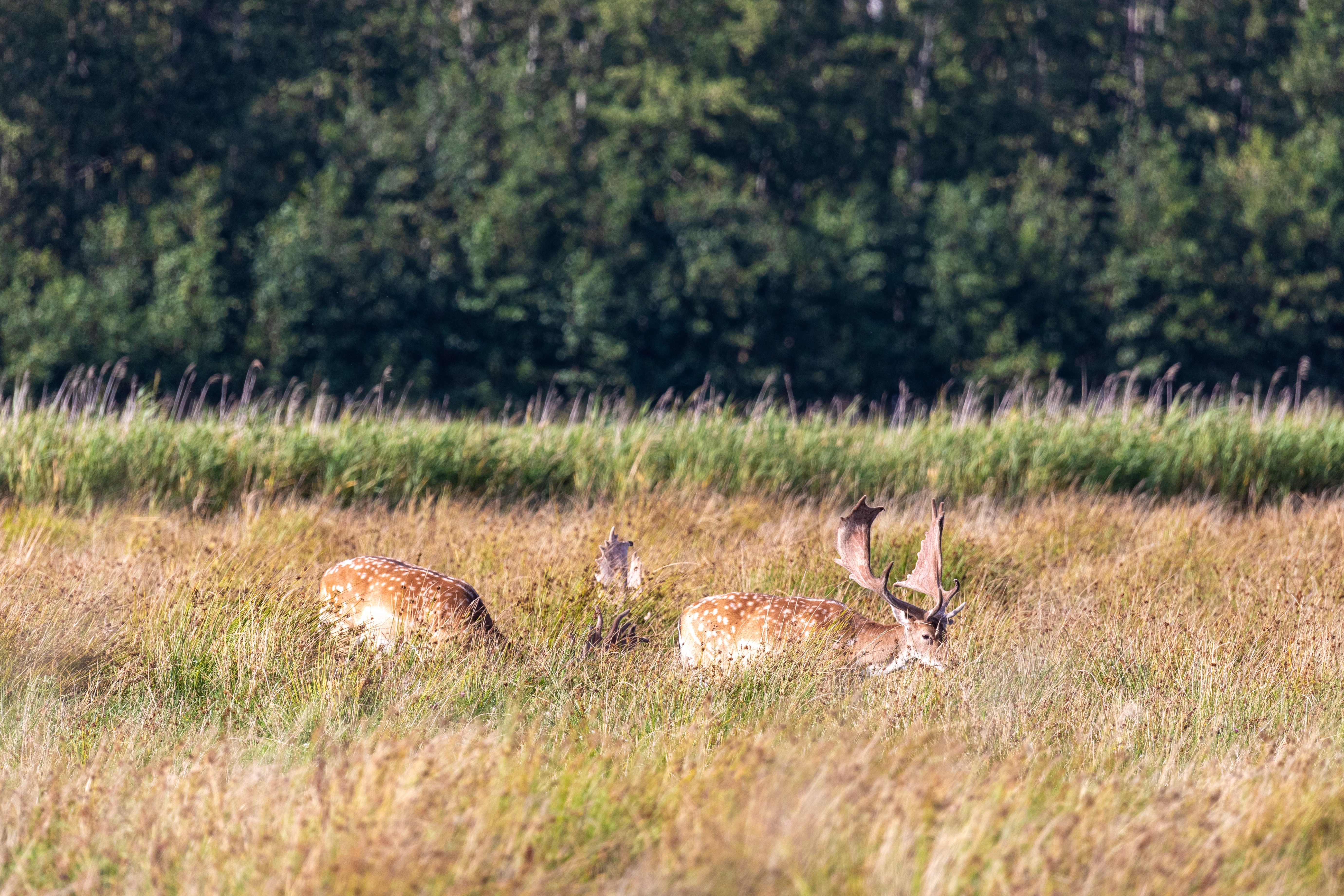 Damhirsche im hohen Gras bei Zingst an der Ostsee.