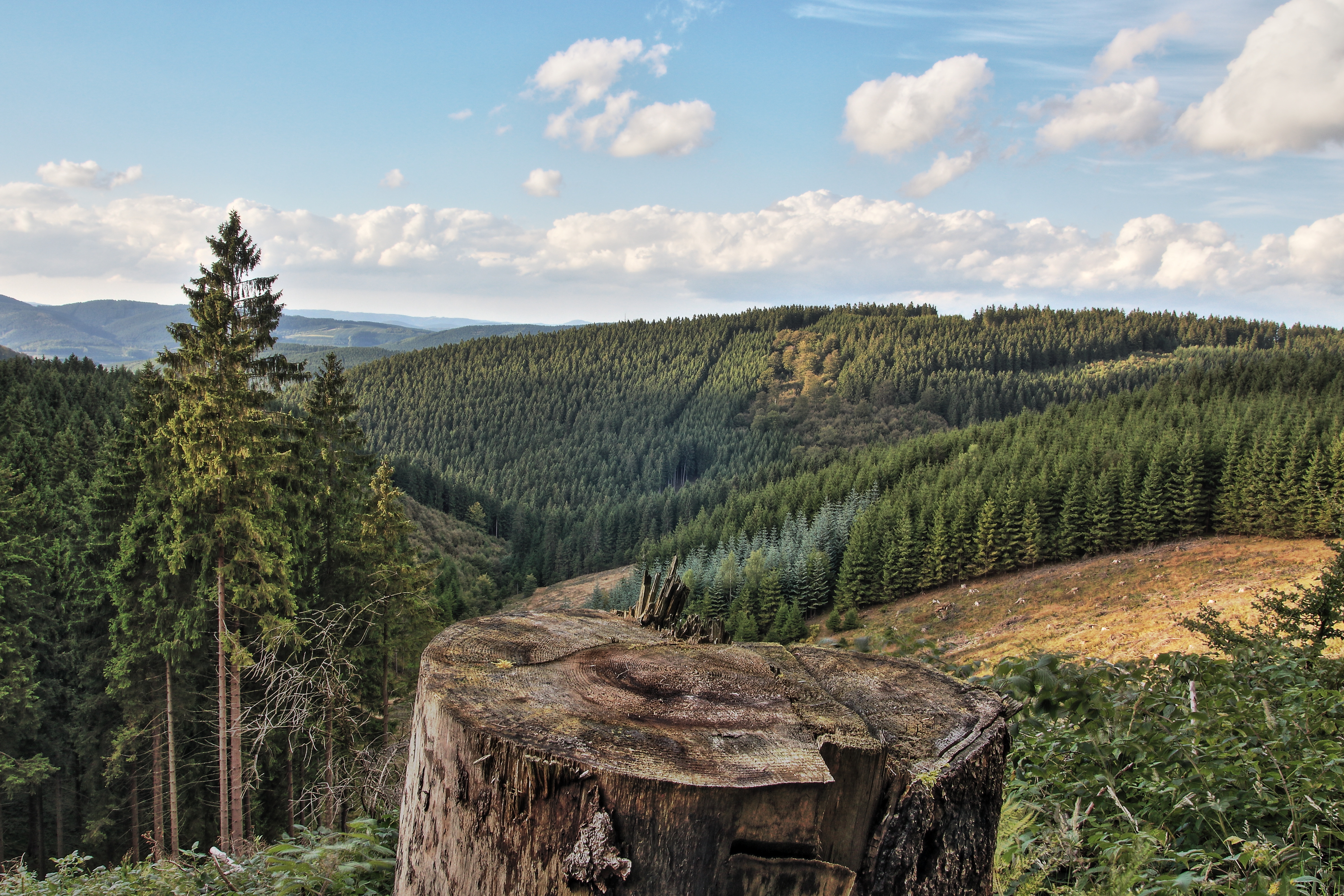 Luftaufnahme eines Waldes im Sauerland Nähe des Rothaarsteigs bei schönem Wetter.