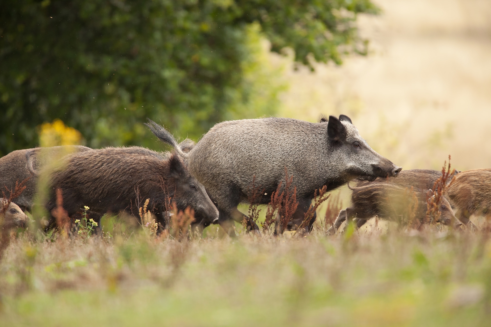 Wildschweine