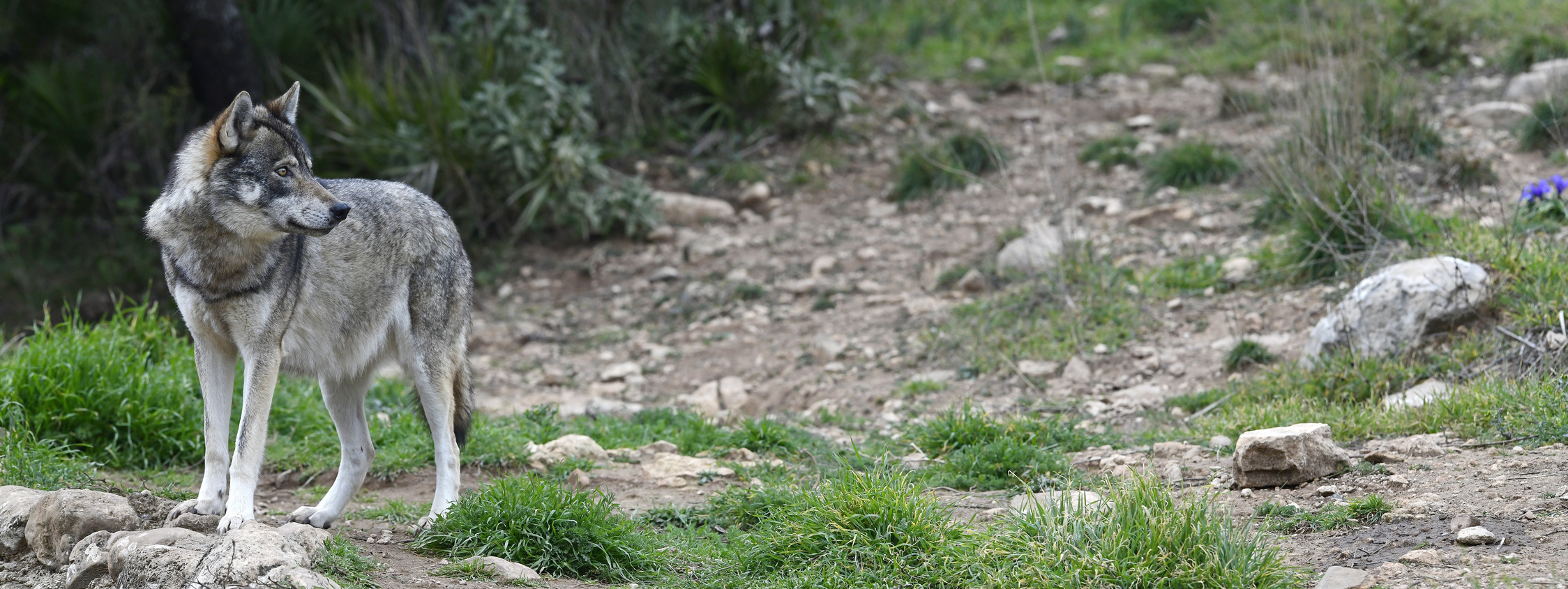Europäischer Wolf (Canis lupus lupus)