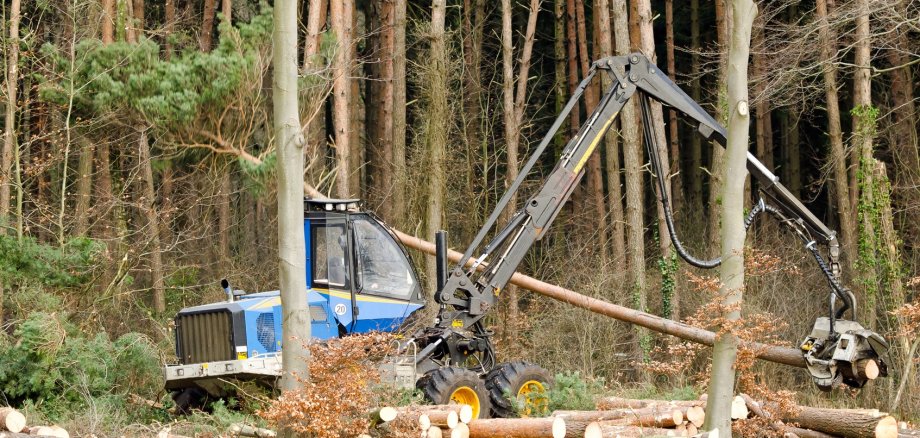 Holzvollernter bei der Arbeit