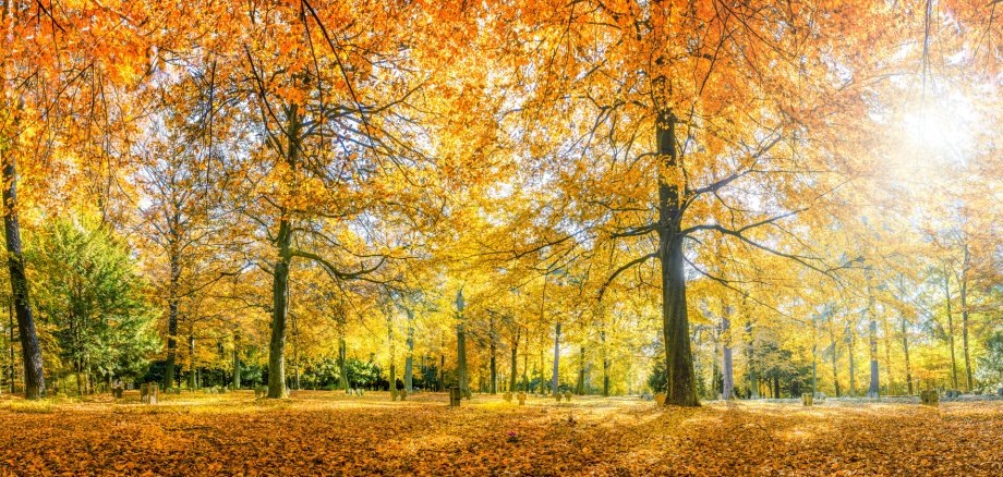 Herbstwald Panorama