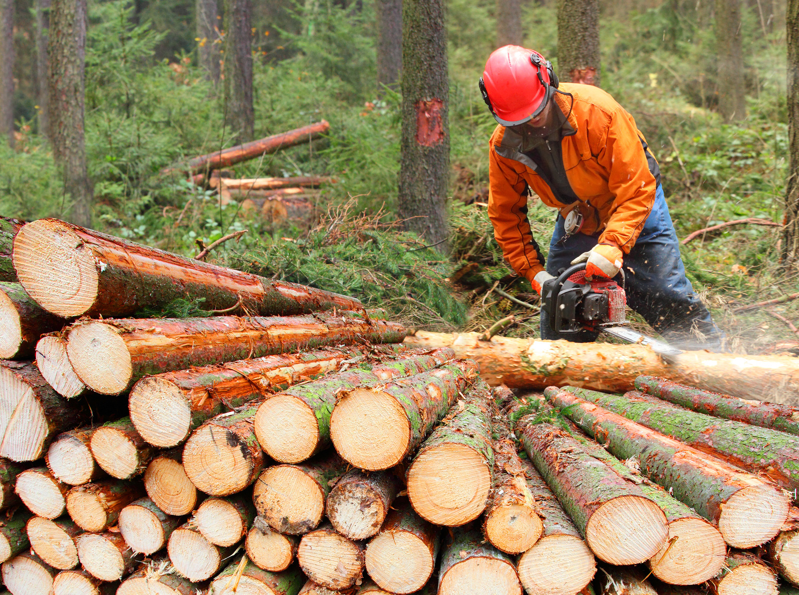 Mann arbeitet im Wald