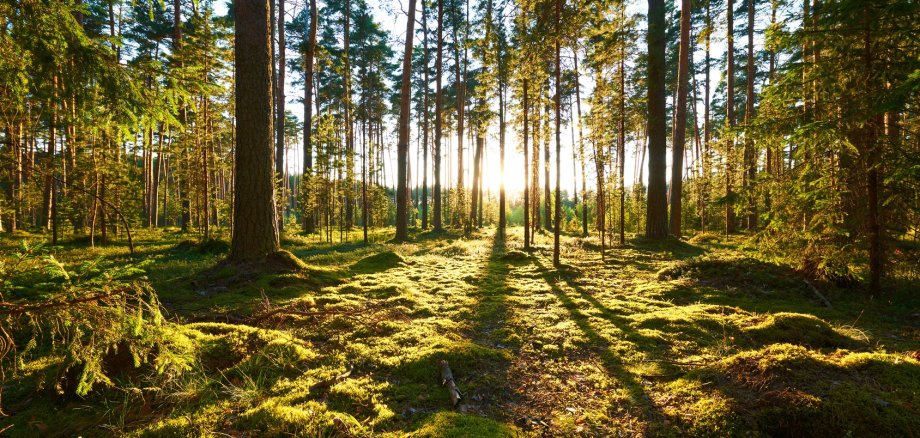 Sonnenaufgang im Wald